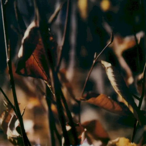 Bloodless — Benoit Pioulard