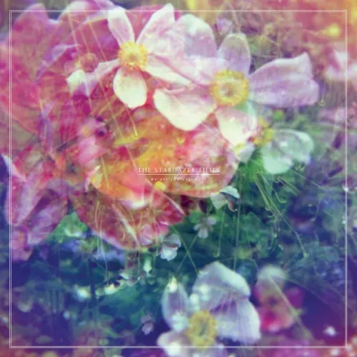 We Are the Dreamers — Stargazer lilies