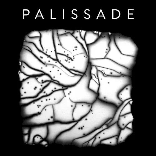 Palissade — PALISSADE