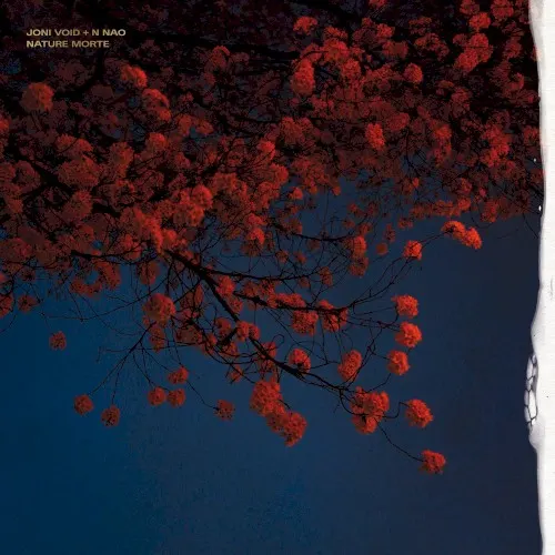 Nature Morte — N NAO