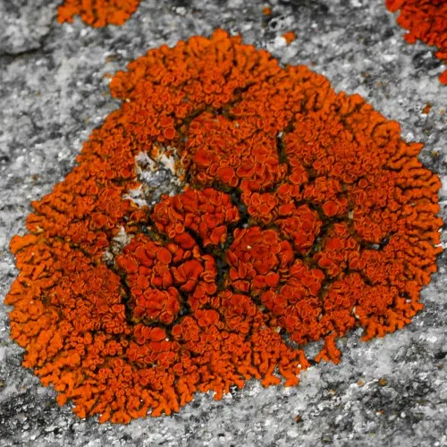 Lichen — Omri Cohen