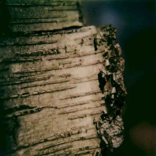 Vigil (live from La Berceuse) — Benoit Pioulard