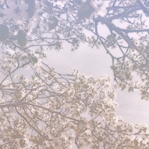 Pale World — Dancing Plague