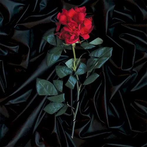 Our Garden — Girlfriends And Boyfriends